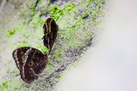 /album/fotogalerie-papilonia-motyli-dum-praha/zamilovany-par-motyla-morpho-peleides-jpg/
